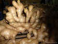 2024 New crops air dried fresh ginger 13