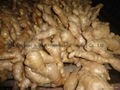 2024 New crops air dried fresh ginger 15