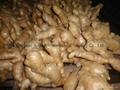 2024 New crops air dried fresh ginger