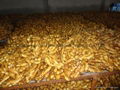 2024 New crops air dried fresh ginger 17