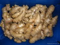 2024 New crops air dried fresh ginger 16