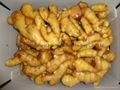  Chinese Fresh Ginger 13