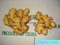  Chinese Fresh Ginger 12