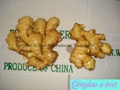  Chinese Fresh Ginger