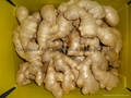 Semi-Air dried fresh ginger