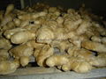 Semi-Air dried fresh ginger