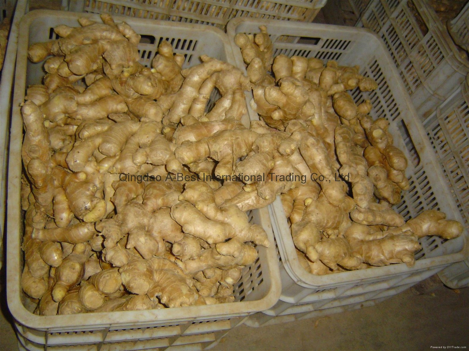 Semi-Air dried fresh ginger 17