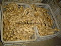 Semi-Air dried fresh ginger