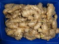 Air dry ginger 10