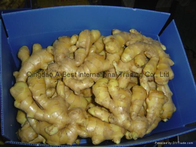 Chinese Fresh Ginger 5