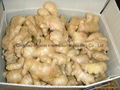 Chinese Fresh Ginger