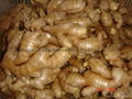 Chinese Fresh Ginger