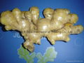 Chinese Fresh Ginger