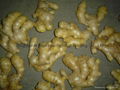 Chinese Fresh Ginger