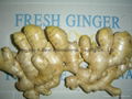 Chinese Fresh Ginger
