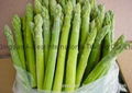 FROZEN GREEN ASPARAGUS