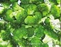 速凍綠花菜 (西蘭花） 1