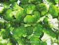 FROZEN BROCCOLI  1