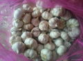 Organic PURE WHITE Fresh Garlic 3