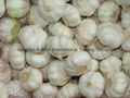 Organic PURE WHITE Fresh Garlic 4