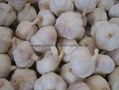 Organic PURE WHITE Fresh Garlic 8