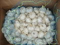 Organic PURE WHITE Fresh Garlic 6