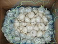 Organic PURE WHITE Fresh Garlic