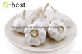  FRESH DER KNOBLAUCH,PURE WHITE GARLIC 14