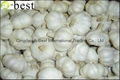  FRESH DER KNOBLAUCH,PURE WHITE GARLIC 4