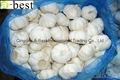  FRESH DER KNOBLAUCH,PURE WHITE GARLIC 8