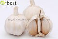  FRESH DER KNOBLAUCH,PURE WHITE GARLIC 10