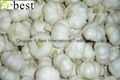  Allium sativum,PURE WHITE 8