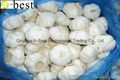 2015 new  PURE WHITE Fresh Garlic 2