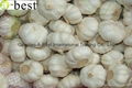 2015 new  PURE WHITE Fresh Garlic 4