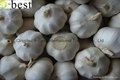 2015 new  PURE WHITE Fresh Garlic 15