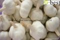 2015 new  PURE WHITE Fresh Garlic