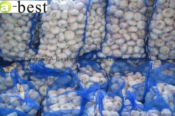 2017 Chinese new crops Fresh Garlic,NORMAL WHITE 4