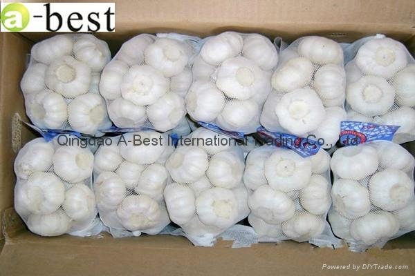 2017 Chinese new crops Fresh Garlic,NORMAL WHITE 5