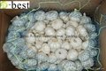 2017 Chinese new crops Fresh Garlic,NORMAL WHITE 6
