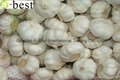2017 Chinese new crops Fresh Garlic,NORMAL WHITE