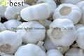 2017 Chinese new crops Fresh Garlic,NORMAL WHITE 12