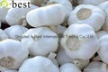 2017 Chinese new crops Fresh Garlic,NORMAL WHITE