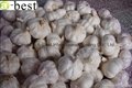 2017 Chinese new crops Fresh Garlic,NORMAL WHITE 16
