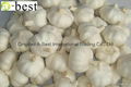 Chinese new crops Fresh Garlic