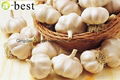 Chinese new crops Fresh Garlic 10