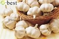 Chinese new crops Fresh Garlic