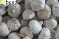 Chinese new crops Fresh Garlic 12