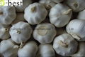 Chinese new crops Fresh Garlic 13