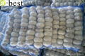 Chinese new crops Fresh Garlic 18