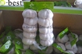 Fresh Garlic 5